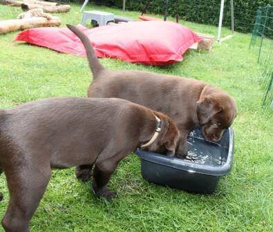 Hvalpene er 8 uger gamle Brune Labrador Retriever hvalpe som er 8 uger gamle