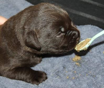Hvalpene er 2 uger gamle Brune Labrador Retriever hvalpe som er 2 uger gamle