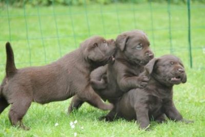 Hvalpene er 5 uger gamle Brune Labrador Retriever hvalpe som er 5 uger gamle