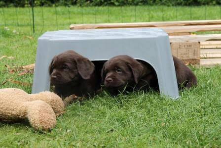 Hvalpene er 6 uger gamle Brune Labrador Retriever hvalpe som er 6 uger gamle