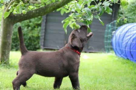 Hvalpene er 7 uger gamle Brune Labrador Retriever hvalpe som er 7 uger gamle