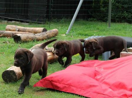 Hvalpene er 8 uger gamle Brune Labrador Retriever hvalpe som er 8 uger gamle