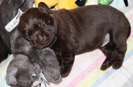 Hvalpene er 2 uger gamle Brune Labrador Retriever hvalpe som er 2 uger gamle