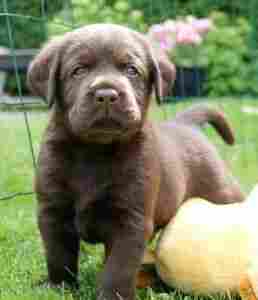 Hvalpene er 5 uger gamle Brune Labrador Retriever hvalpe som er 5 uger gamle