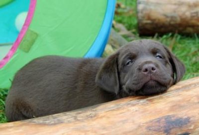 Hvalpene er 6 uger gamle Brune Labrador Retriever hvalpe som er 6 uger gamle