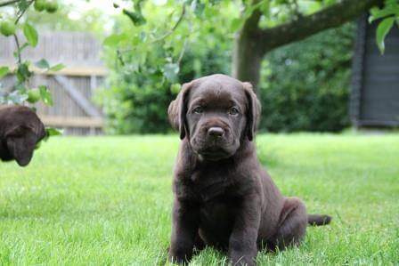 Hvalpene er 7 uger gamle Brune Labrador Retriever hvalpe som er 7 uger gamle