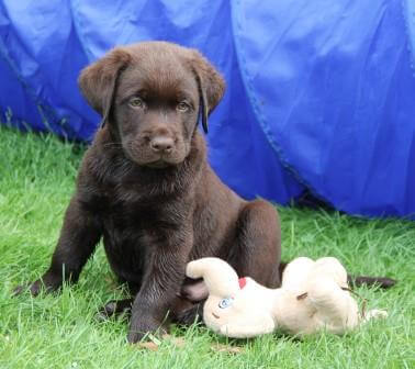 Hvalpene er 8 uger gamle Brune Labrador Retriever hvalpe som er 8 uger gamle