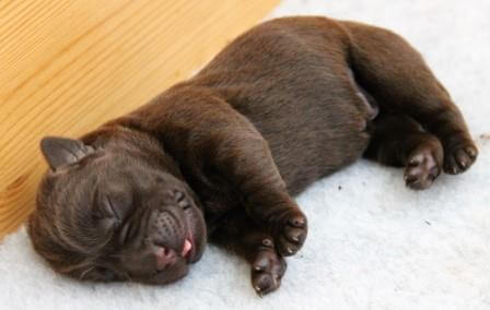 Hvalpene er 1-2 dage gamle Brune Labrador Retriever hvalpe som er 1 til 2 dage gamle