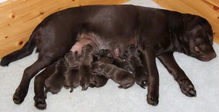 Hvalpene er 1-2 dage gamle Brune Labrador Retriever hvalpe som er 1 til 2 dage gamle