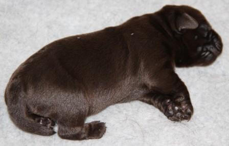Hvalpene er 1-2 dage gamle Brune Labrador Retriever hvalpe som er 1 til 2 dage gamle